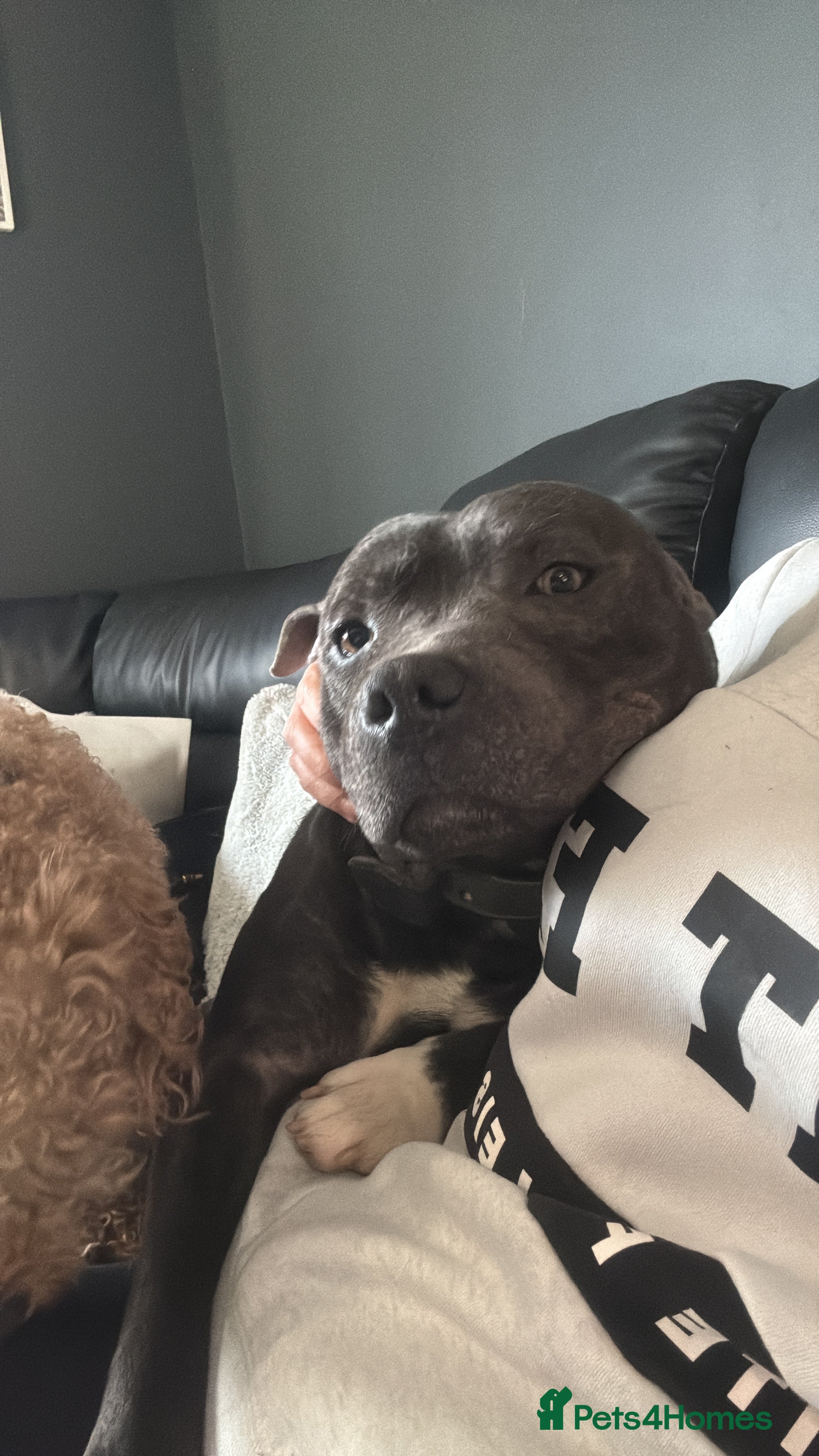 Staffordshire Bull Terrier dogs Kovu staffy - Advert 5