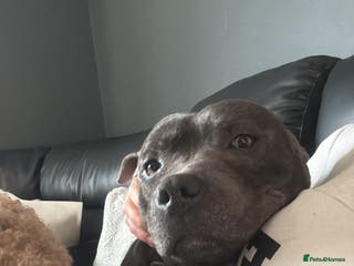 Staffordshire Bull Terrier dogs Kovu staffy - Advert 5