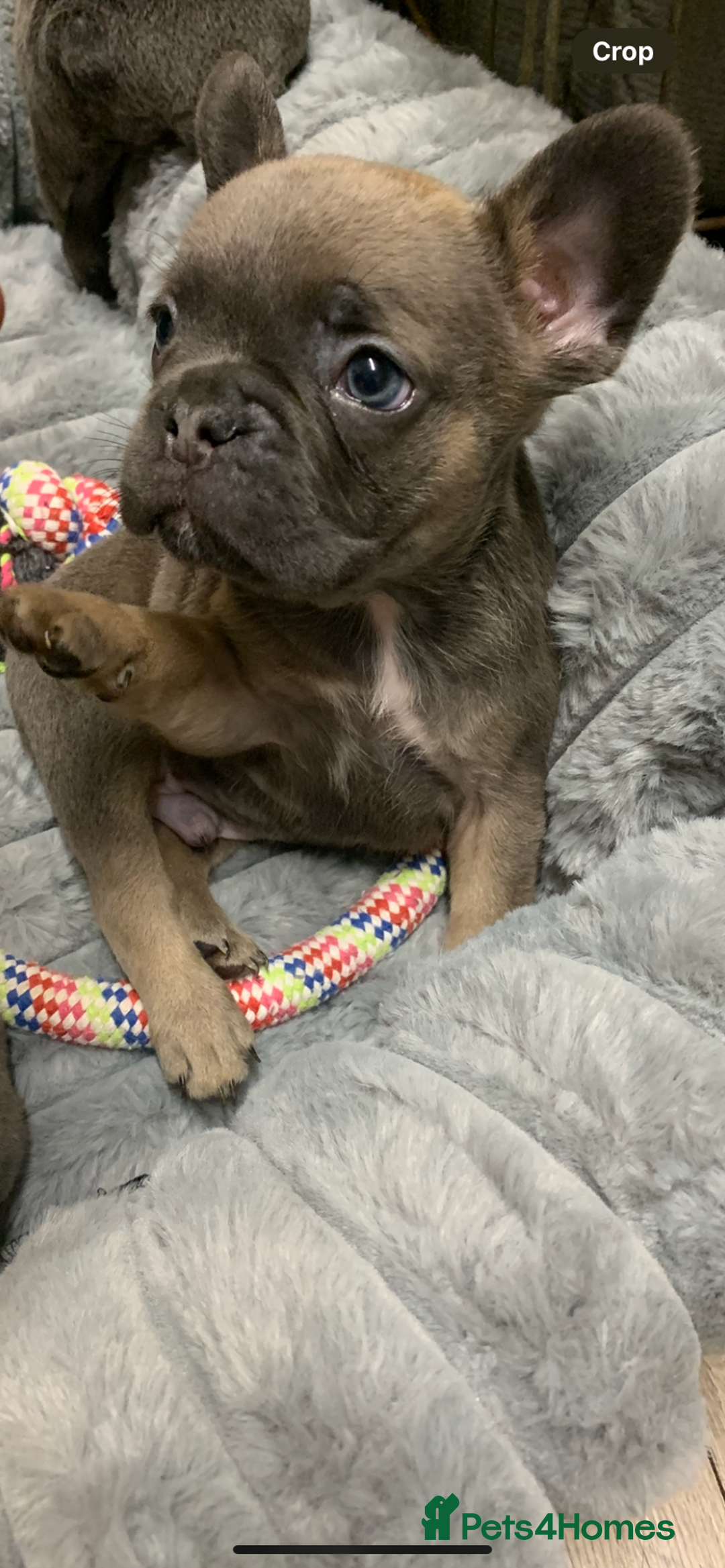 French Bulldog dogs for sale: Fluffy French bulldog newshade Isabella  - Advert 13