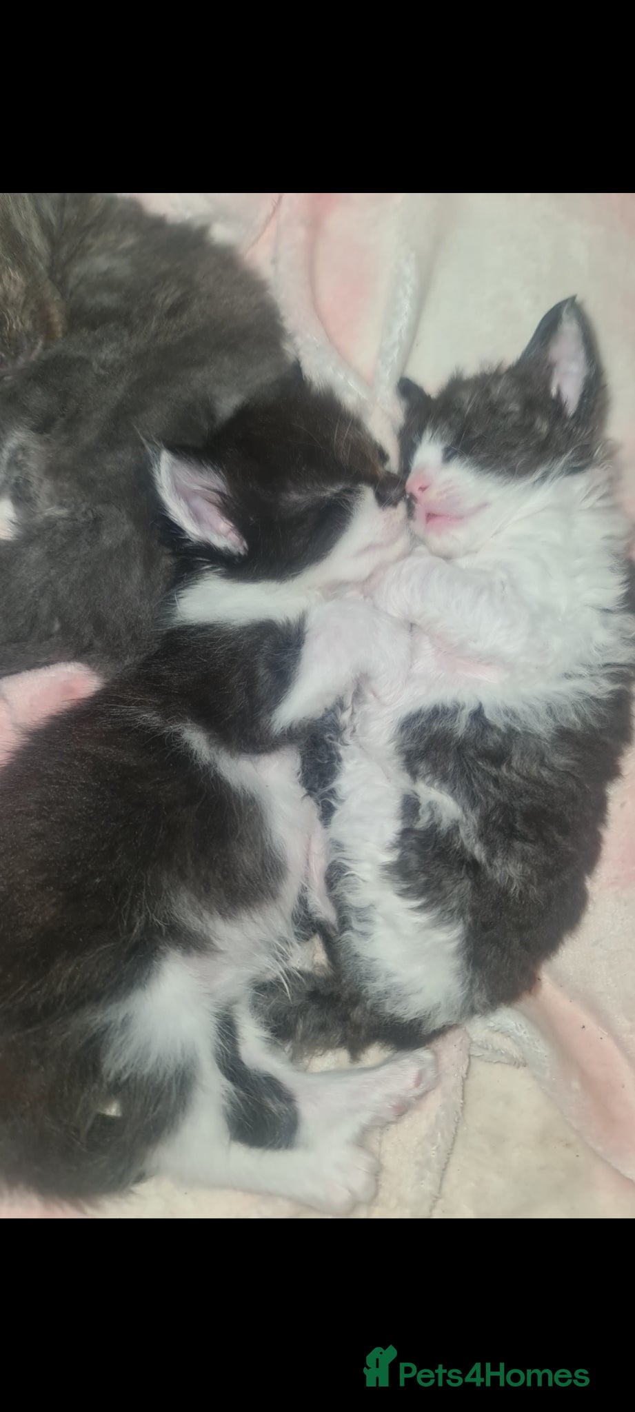 Mixed Breed cats for sale: Fabulous trio  - Advert 1