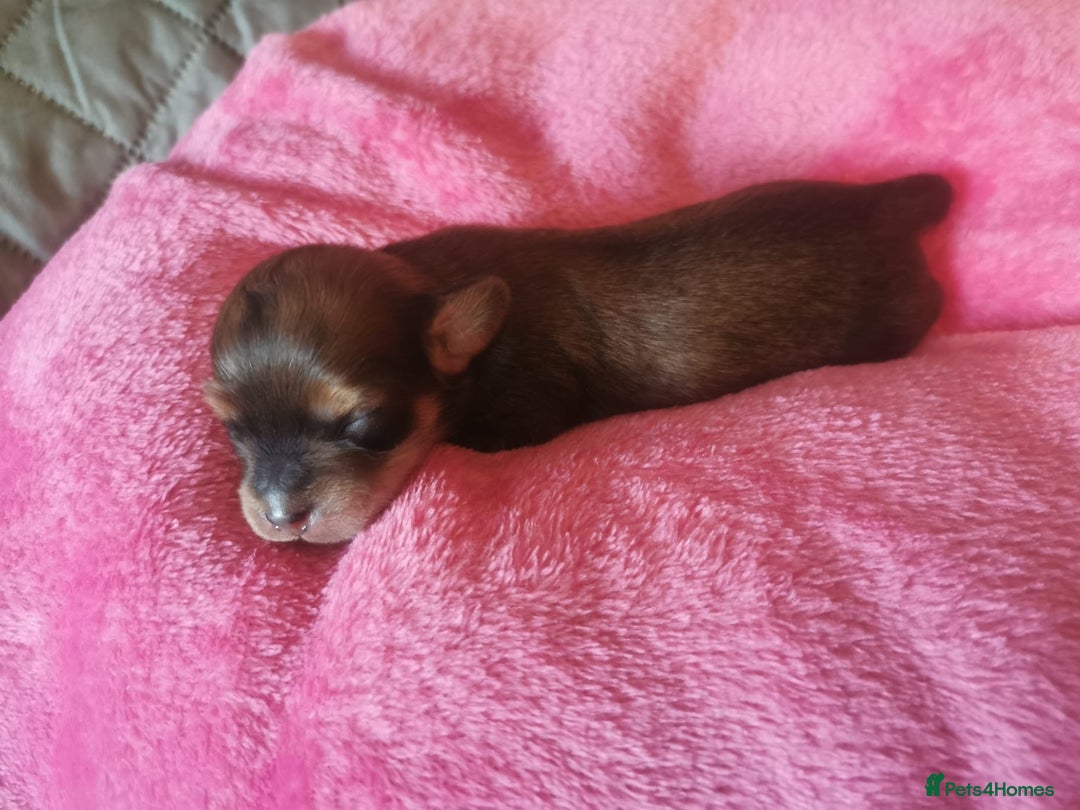Mixed Breed dogs for sale: Beautiful Zuchon Doxies - Advert 8