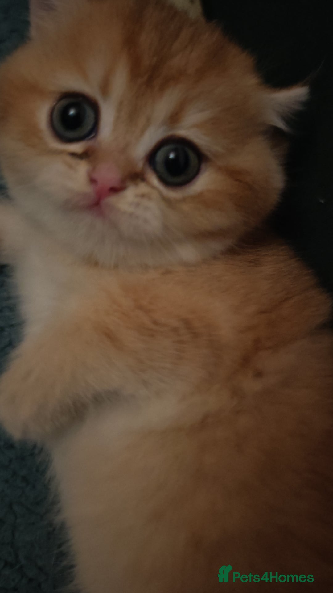 British Shorthair cats for sale: Stunning cute BSH golden black kitten female - Image 13