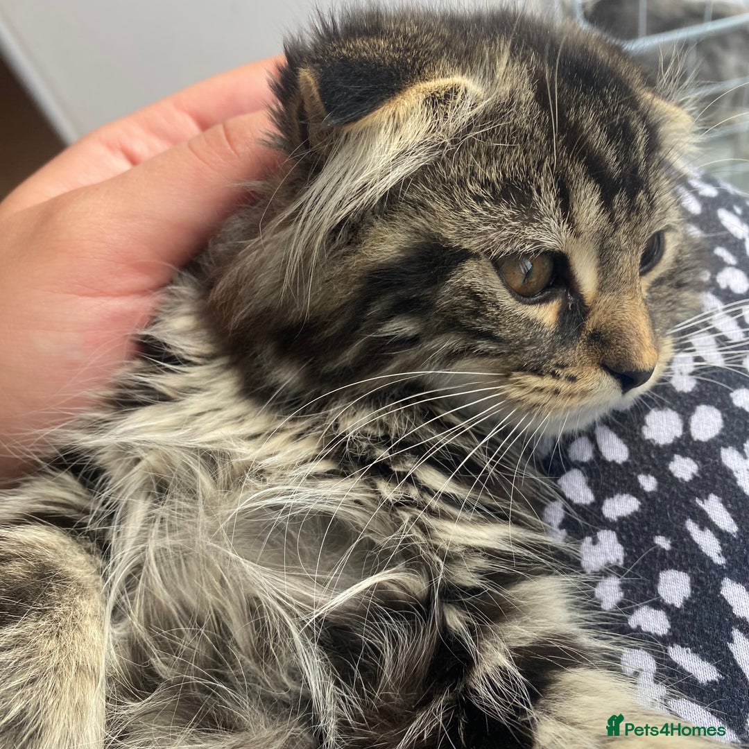 Scottish Fold cats for sale: beautiful Scottish Fold×Nebelung Kittens in Liverpool - Image 13