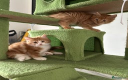 Maine Coon cats for sale: Stunning Kitten Mainecoon Girls - Image 19