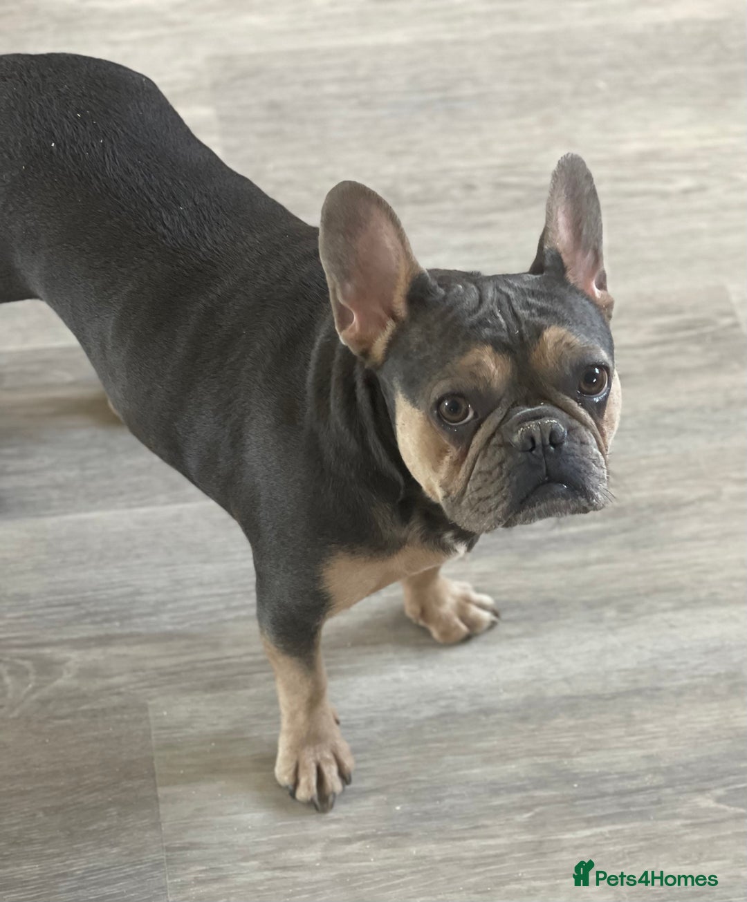 French Bulldog dogs for sale: Kallie  - Advert 18