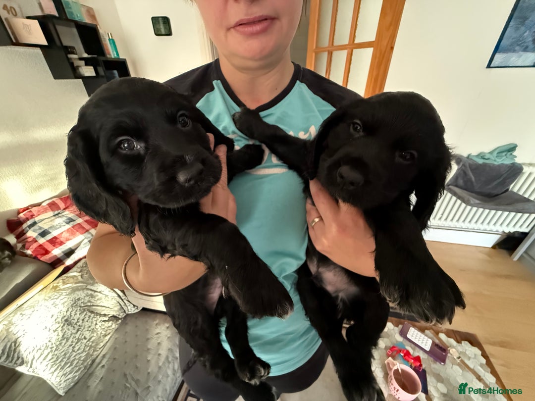 English Springer Spaniel dogs for sale: Spaniel puppies ready to go today!!! - Advert 8