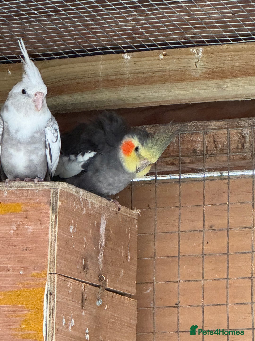Cockatiels birds for sale: 2 male cockatiels  - Image 3