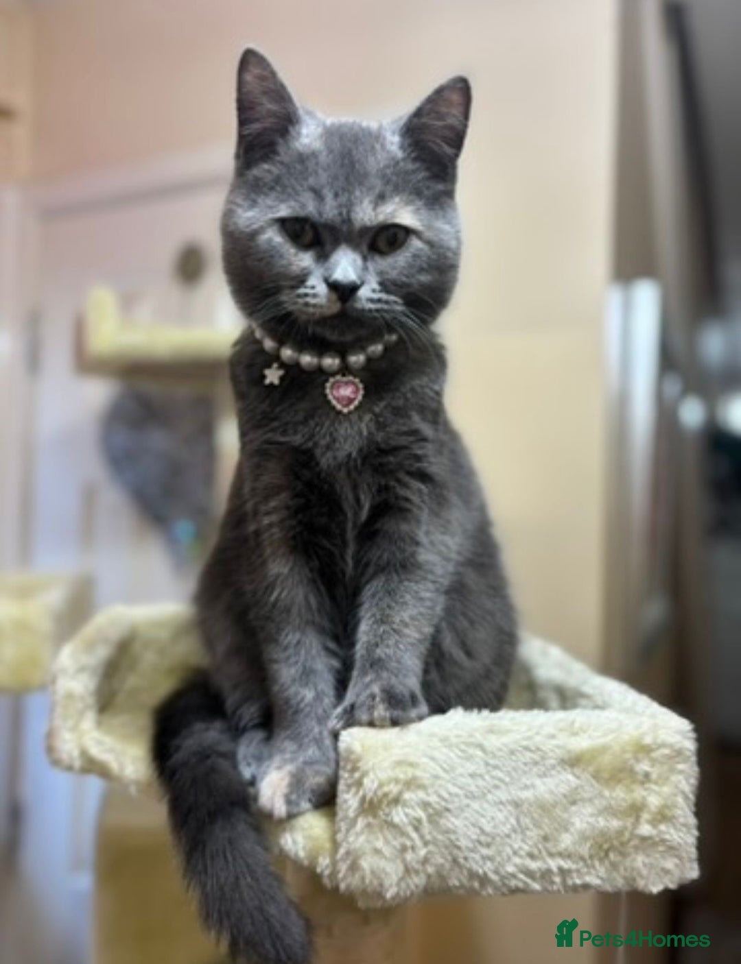 Mixed Breed cats for sale: Beautiful Indoor 2 Year Old Persian/Russian Blue - Advert 1