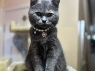 Mixed Breed cats Beautiful Indoor 2 Year Old Persian/Russian Blue - Advert 3