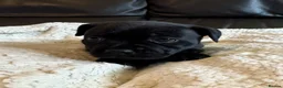 Staffordshire Bull Terrier dogs for sale: KC Staffordshire bull terrier pups for sale  - Advert 13