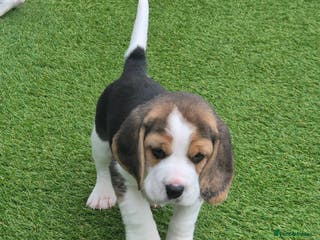 Beagle dogs Champion Show Line Beagle Puppies - Advert 18