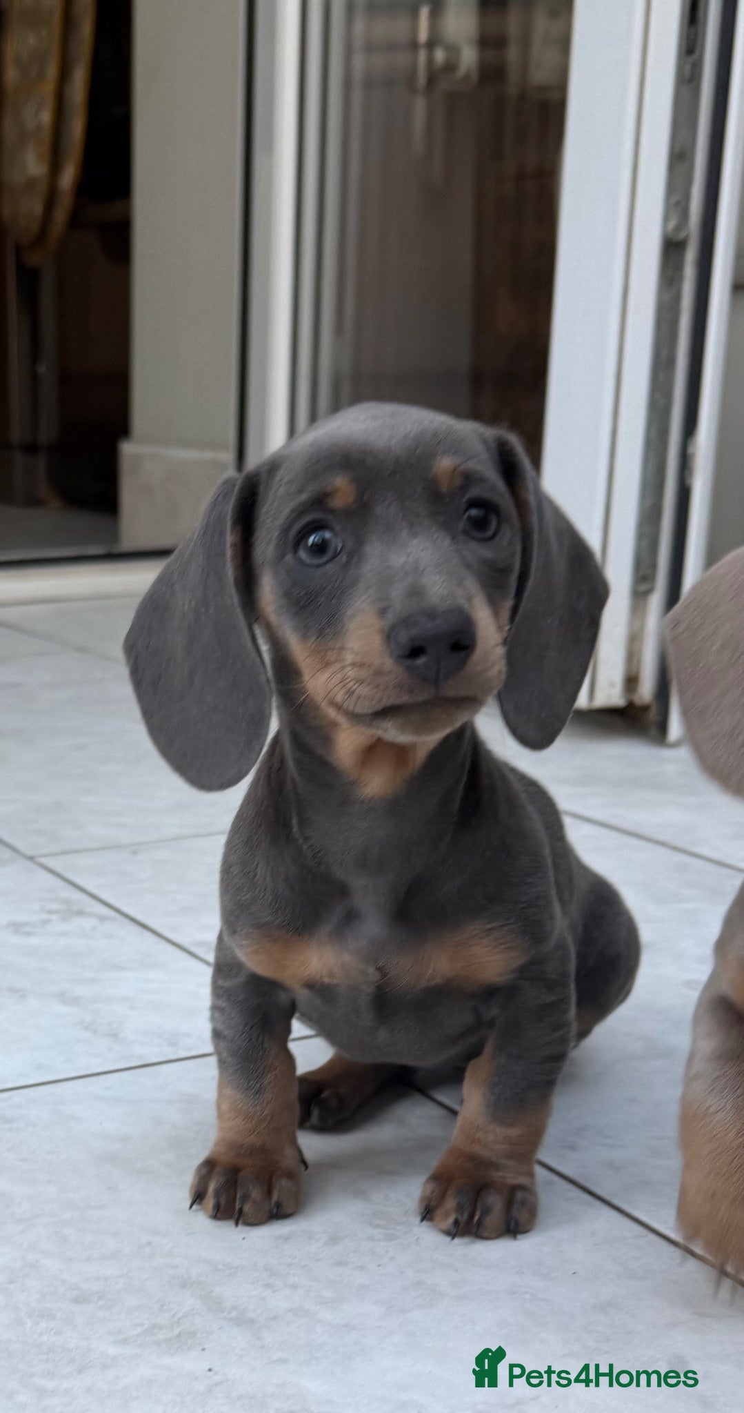 Dachshund dogs Miniature Dachshund - Advert 11