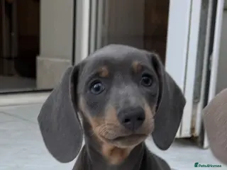 Dachshund dogs Miniature Dachshund - Advert 8