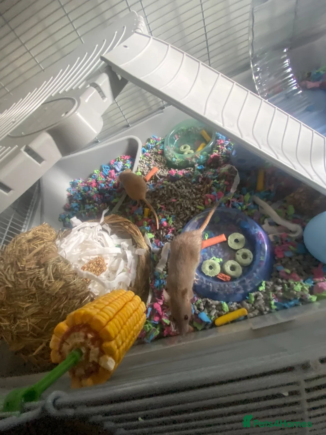 Rat rodents for sale: 2 femail rats for sale with cage in Redditch - Advert 2