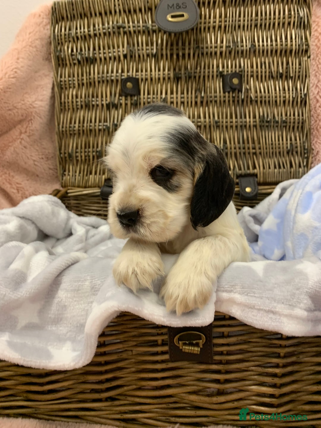 Cocker Spaniel dogs for sale: Health tested KC reg show type cocker spaniels  in Abergele - Image 10