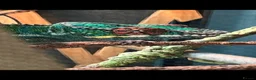 Chameleon reptiles for sale: Nosy Be Panther Chameleon And Full Set Up - Advert 3