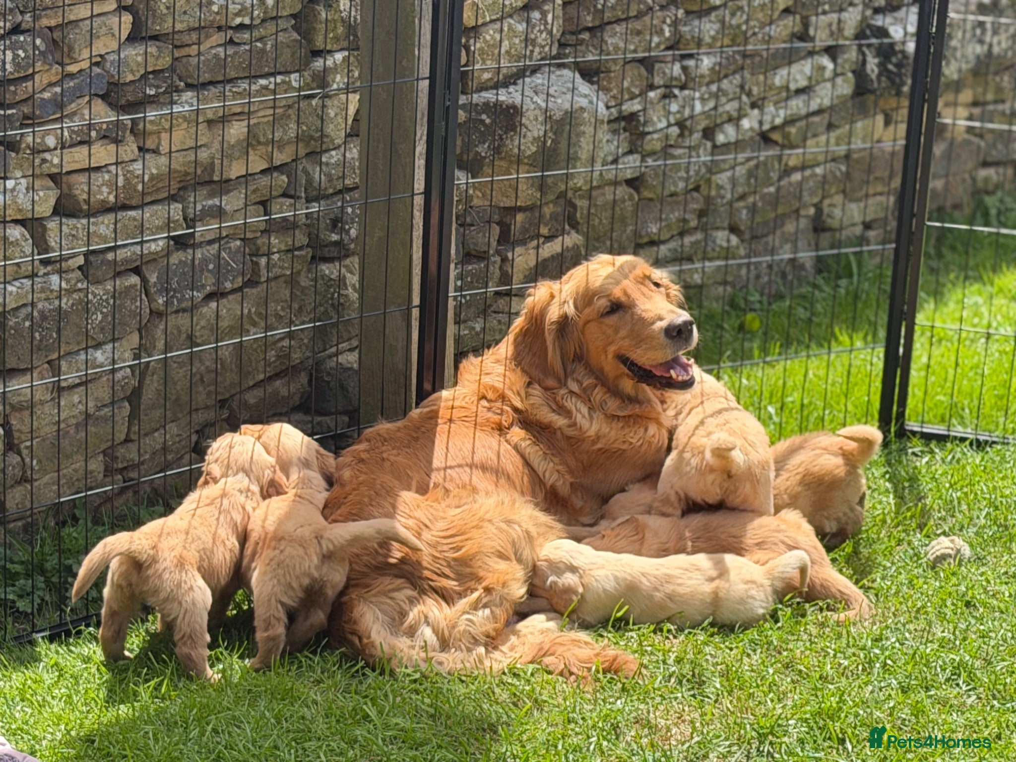Golden Retriever dogs KC Golden Retriever Puppies - Advert 2