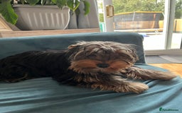 Yorkshire Terrier dogs for sale: MINI PEDIGREE YORKSHIRE TERRIER FOR SALE - Image 3