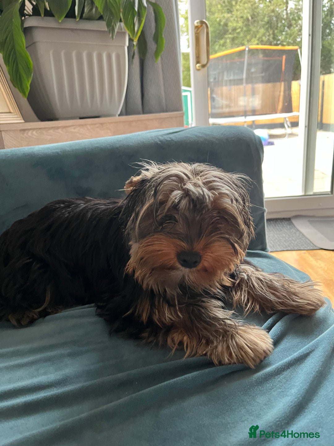 Yorkshire Terrier dogs for sale: MINI PEDIGREE YORKSHIRE TERRIER FOR SALE - Image 3
