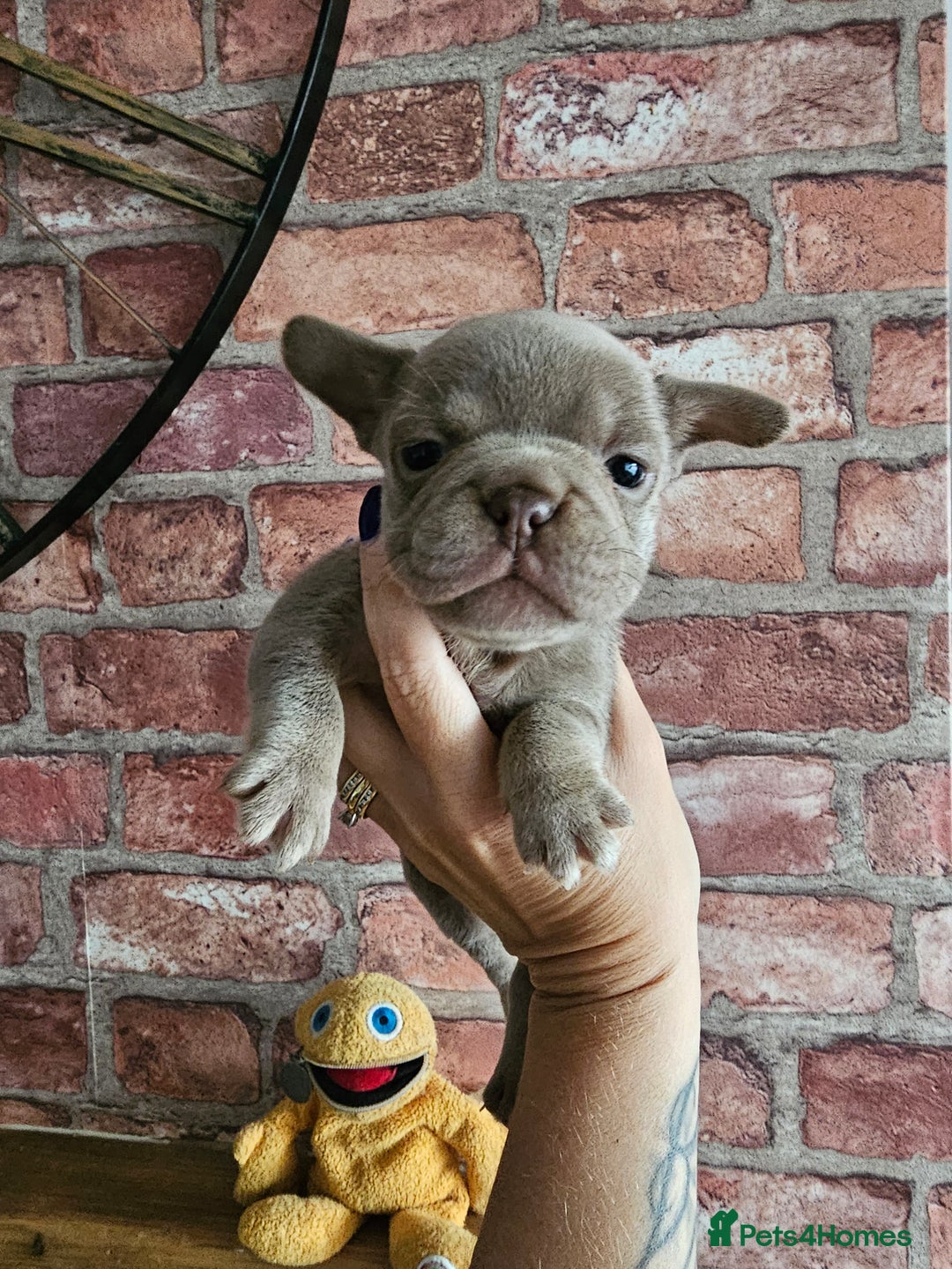Frug dogs for sale: Beautiful Frug Babies 😍 - Image 28