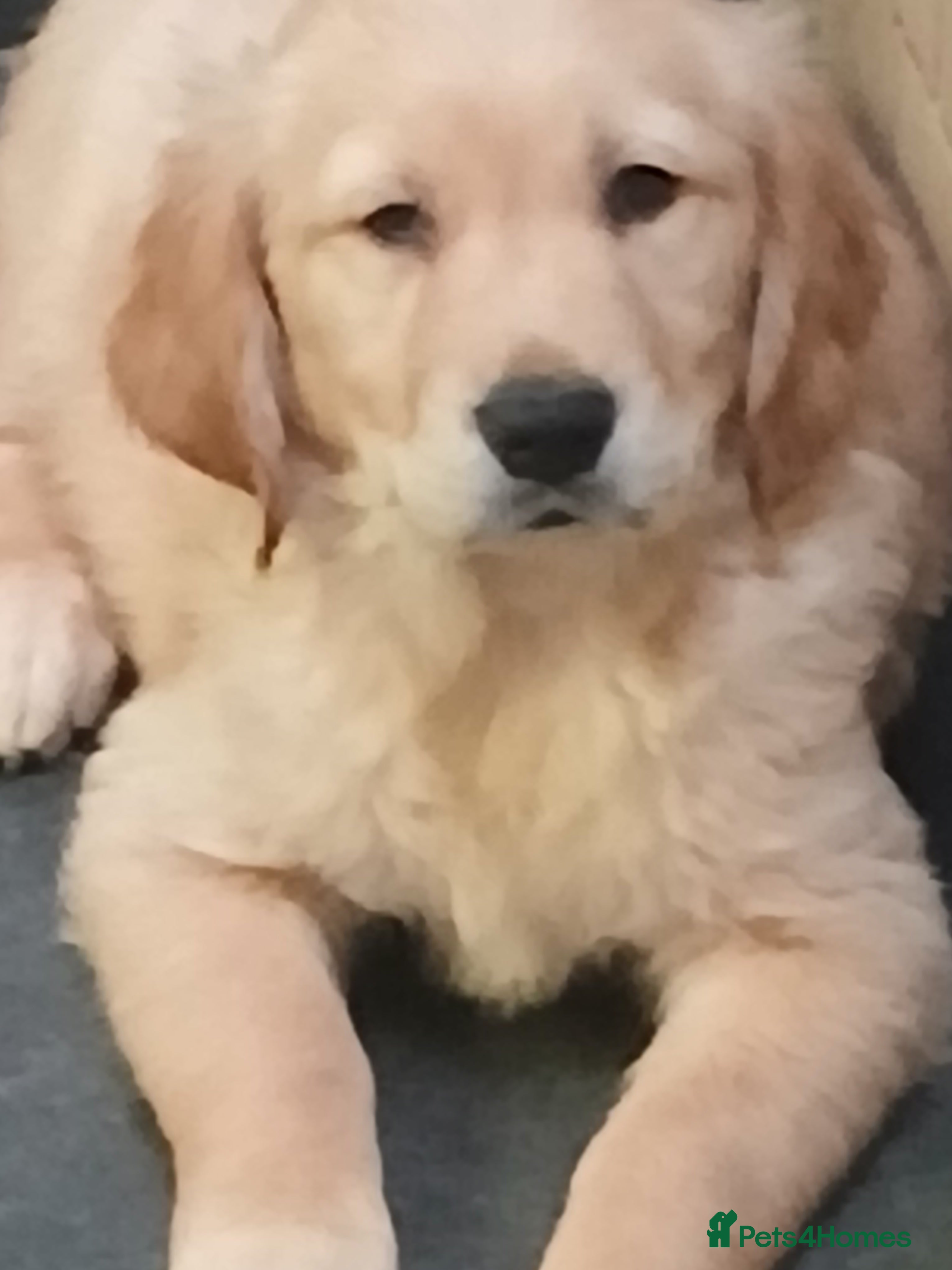 Golden Retriever dogs Beautiful true gold golden retrievers  - Advert 2
