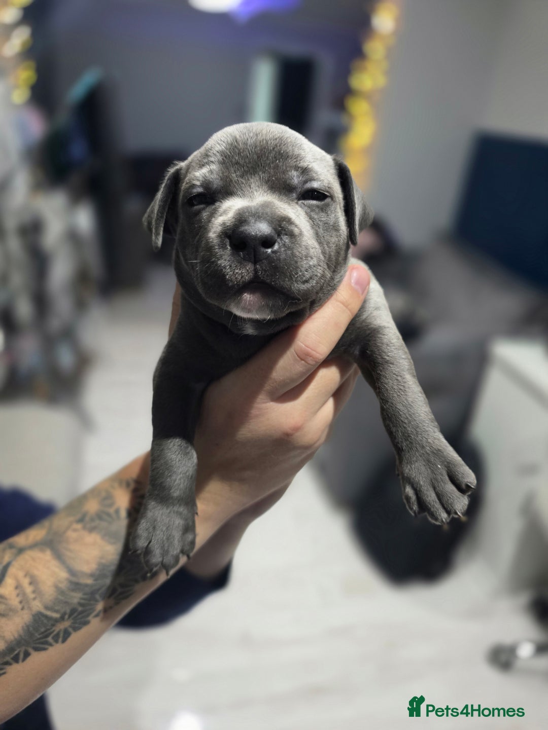 Staffordshire Bull Terrier dogs for sale: Beautiful Staffordshire Bull Terrier Puppies - Advert 15