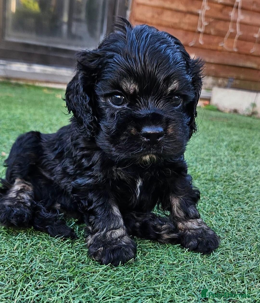 Cockapoo dogs  F1b extensively DNA tested American cockerpoo  - Advert 12