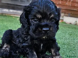 Cockapoo dogs F1b extensively DNA tested American cockerpoo - Advert 12