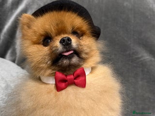 Pomeranian dogs in Derby - Advert 27