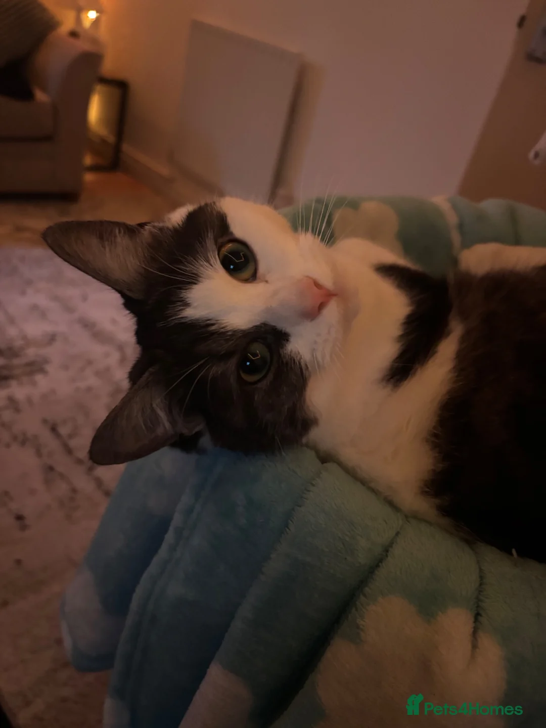 British Shorthair cats for sale: Poppy in Exeter - Advert 3