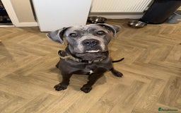 Cane Corso dogs for stud: Apollo - Image 4