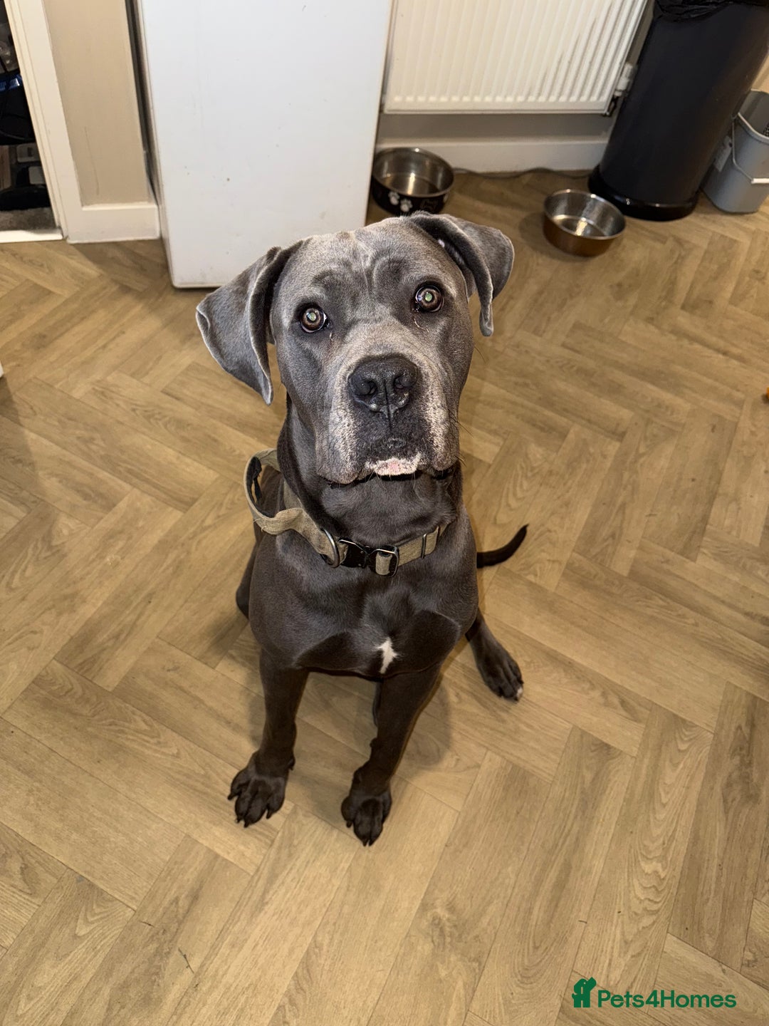 Cane Corso dogs for stud: Apollo - Image 4