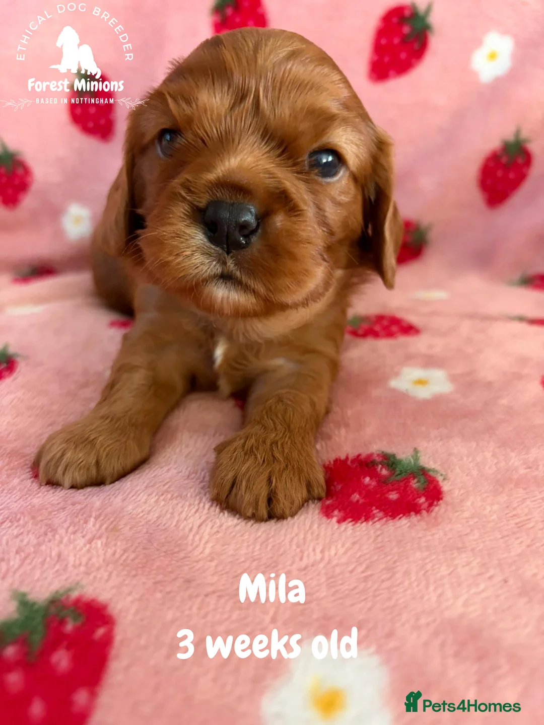 Cavalier King Charles Spaniel dogs for sale: Beautiful KC Cavalier King Charles Spaniel puppies - Advert 15