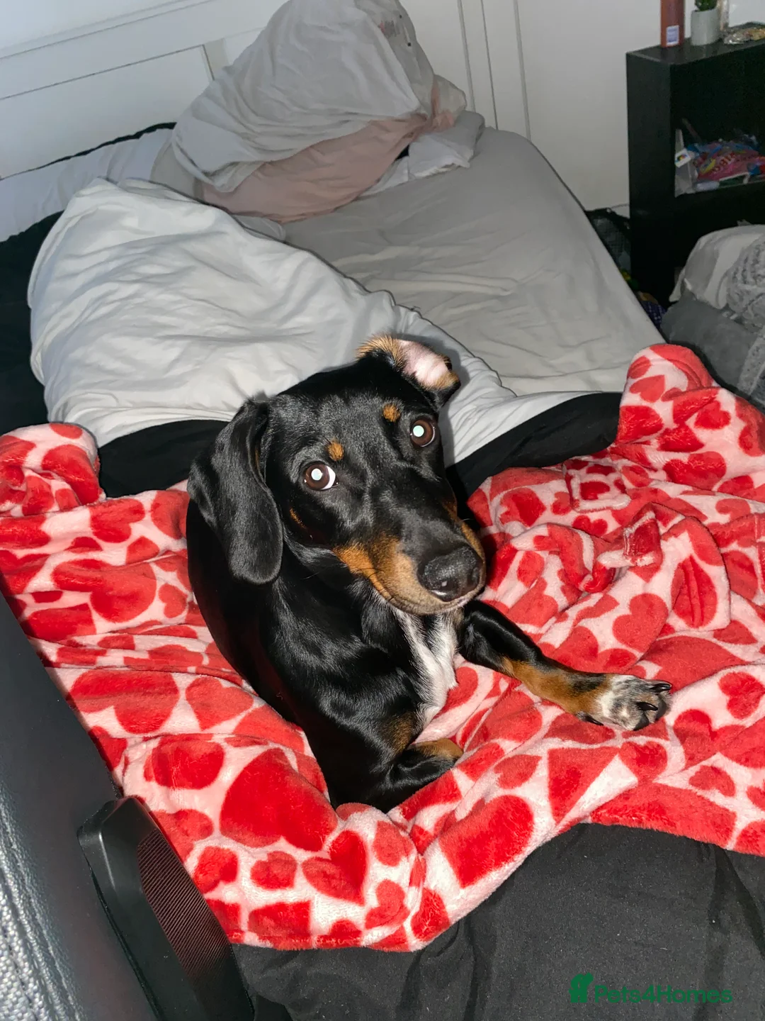 Miniature Dachshund dogs for stud: Miss Narla Olivia Upton ❤️ - Advert 4
