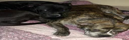 American Bull Staffy dogs for sale: American bull staff looking for forever new home! - Advert 19