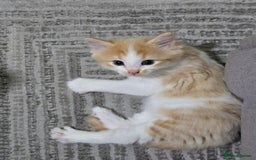 British Longhair cats for sale: 3 male kittens for sale  in Harrow - Image 7