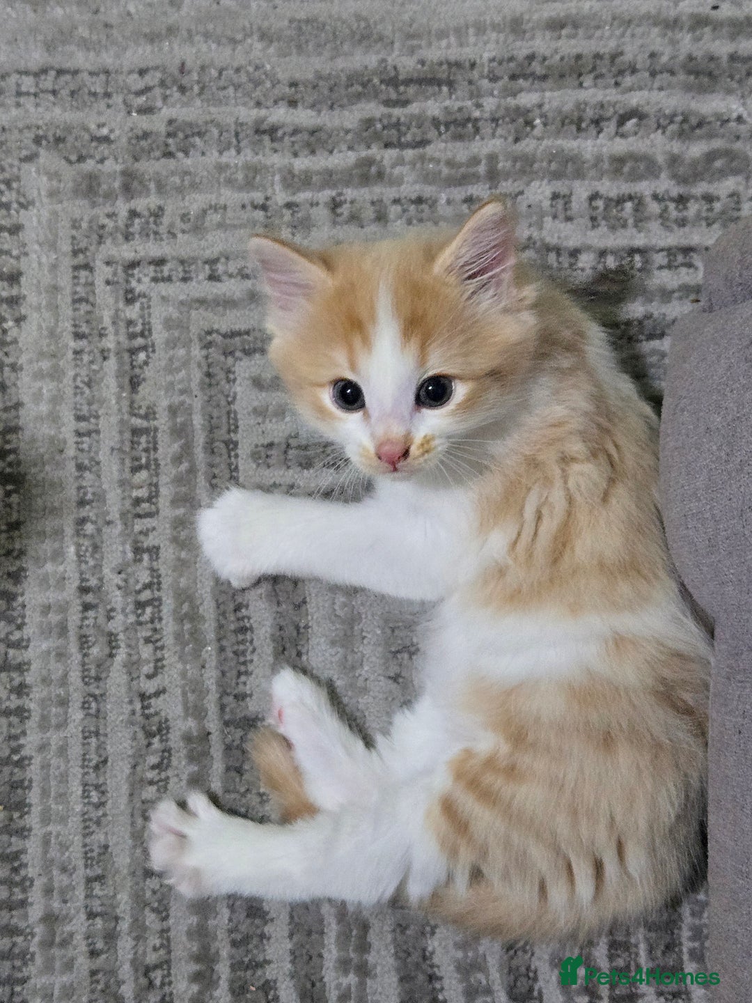 British Longhair cats for sale: 3 male kittens for sale  in Harrow - Image 7