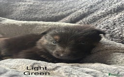 German Shepherd dogs for sale: KC REGISTERED GERMAN SHEPHERD PUPPIES FOR SALE - Image 2