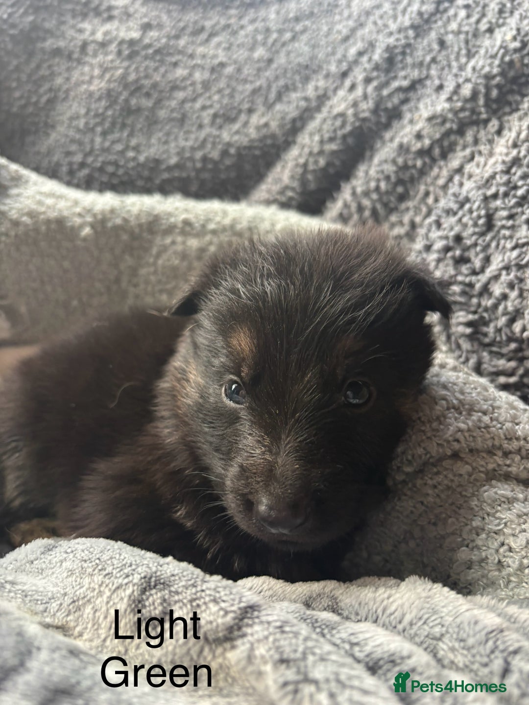 German Shepherd dogs for sale: KC REGISTERED GERMAN SHEPHERD PUPPIES FOR SALE - Image 2