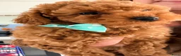 Toy Poodle dogs for sale: Asian Toy Poodle  - Advert 5