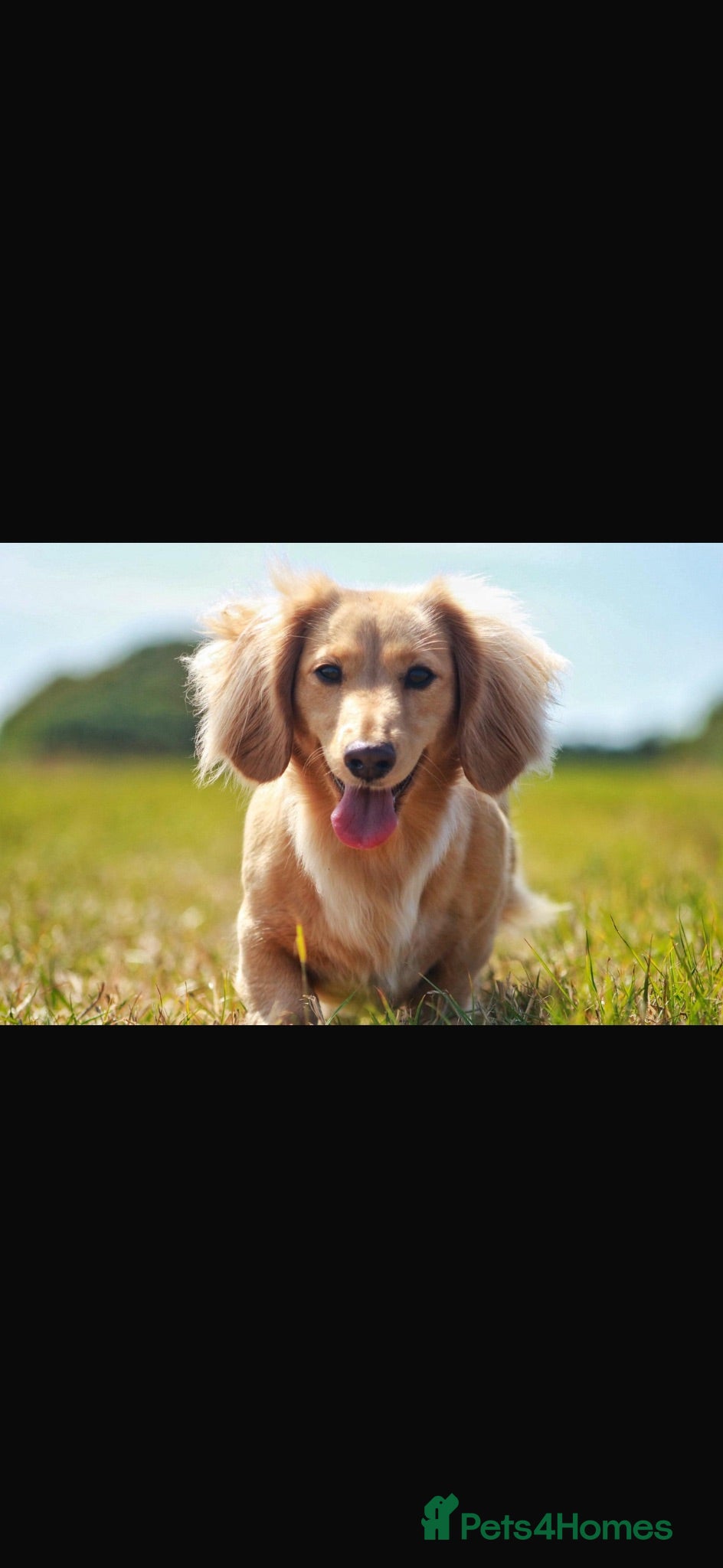 Miniature Dachshund dogs Beautiful Cream miniature Dachshund   - Advert 1