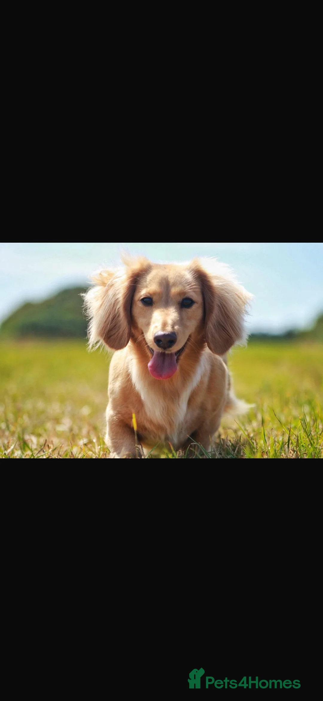 Miniature Dachshund dogs for sale: Beautiful Cream miniature Dachshund   - Advert 1