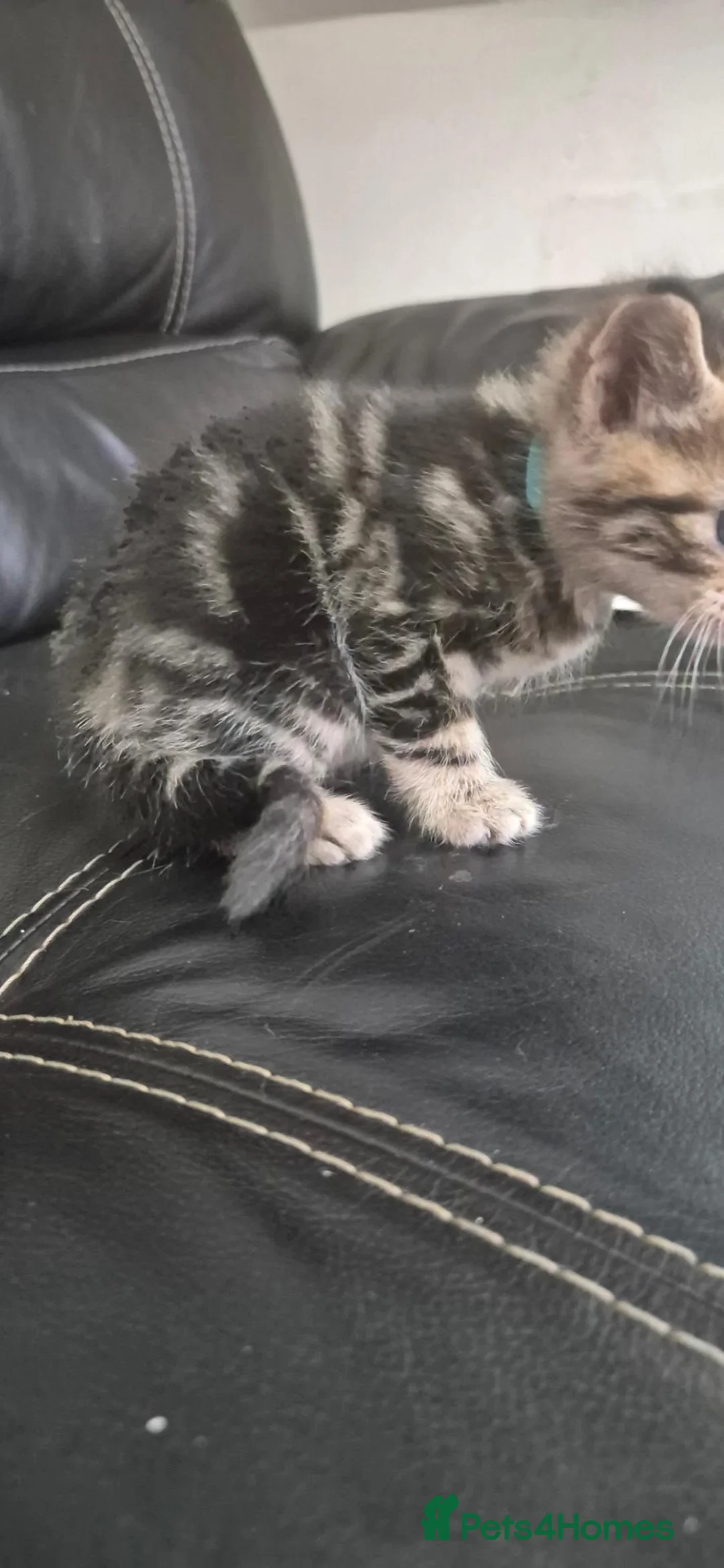 Mixed Breed cats for sale: Bengal cross kittens  - Advert 14