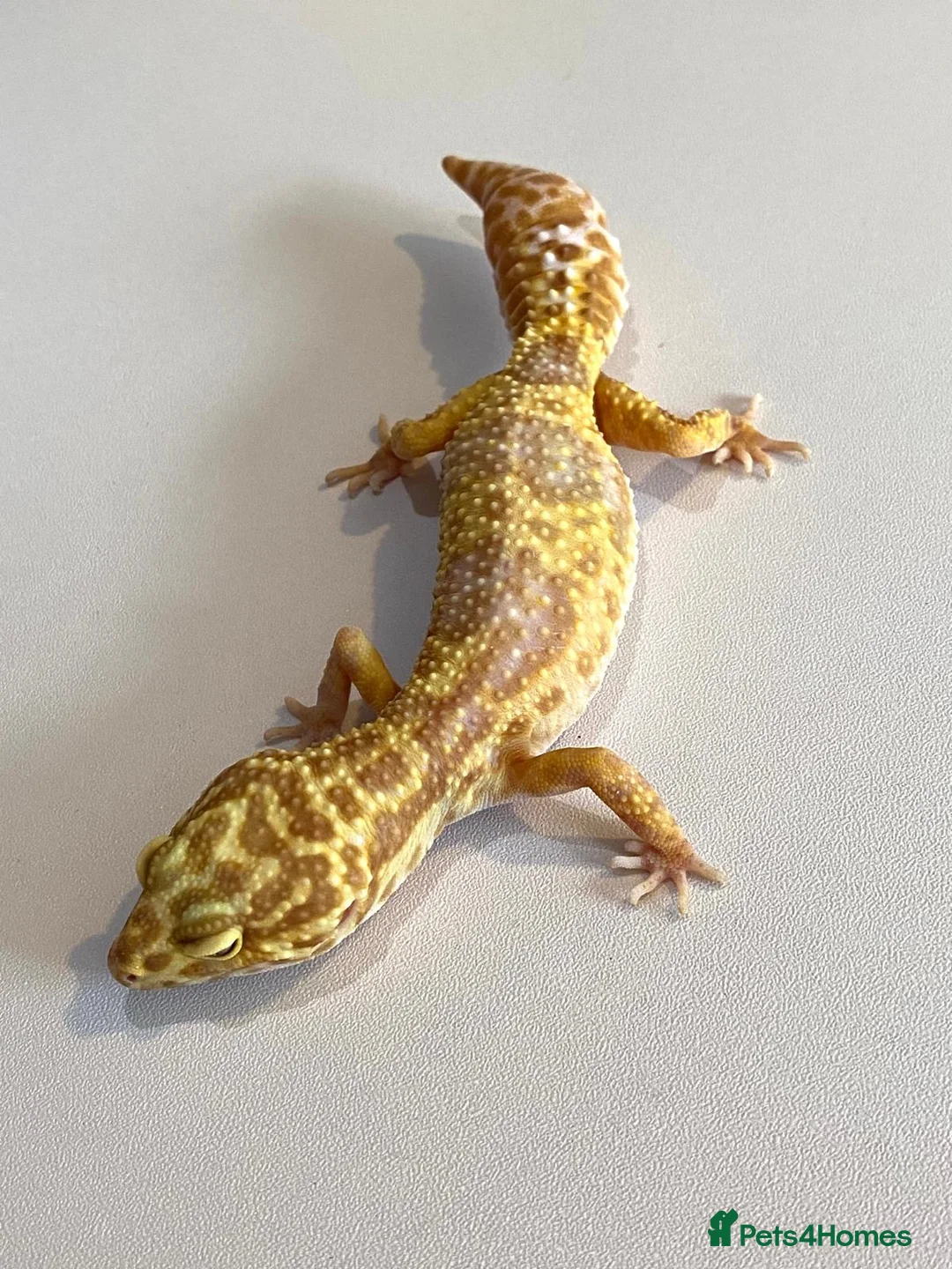 Leopard Gecko reptiles for sale: Tremper albino female CB23 leopard gecko regen - Advert 1
