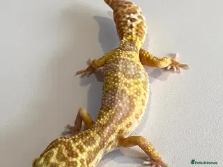 Leopard Gecko reptiles Tremper albino female CB23 leopard gecko regen - Advert 2