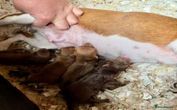 Jack Russell dogs for sale: Beautiful miniature jack russell puppies  - Image 12