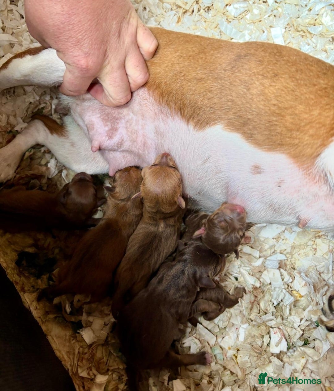Jack Russell dogs for sale: Beautiful miniature jack russell puppies  - Image 12