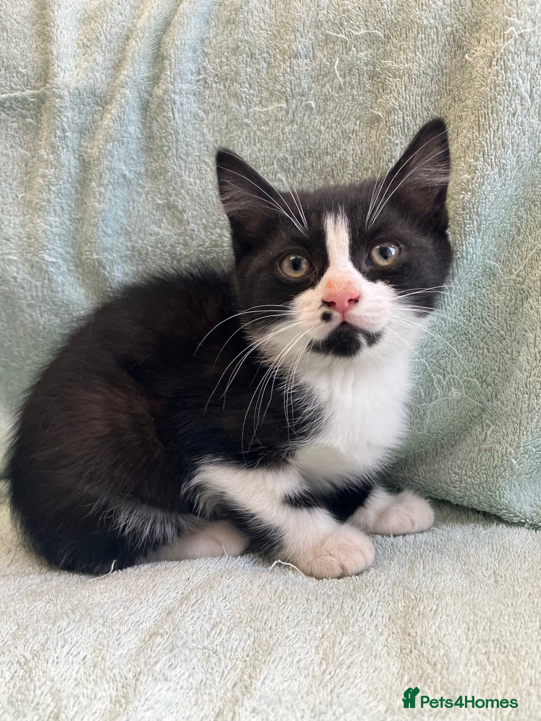 Mixed Breed cats for sale: Beautiful very fluffy kittens ready - Advert 8