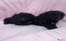 Cavapoo dogs for sale: Ready now Cavapoo puppies for sale  - Image 20