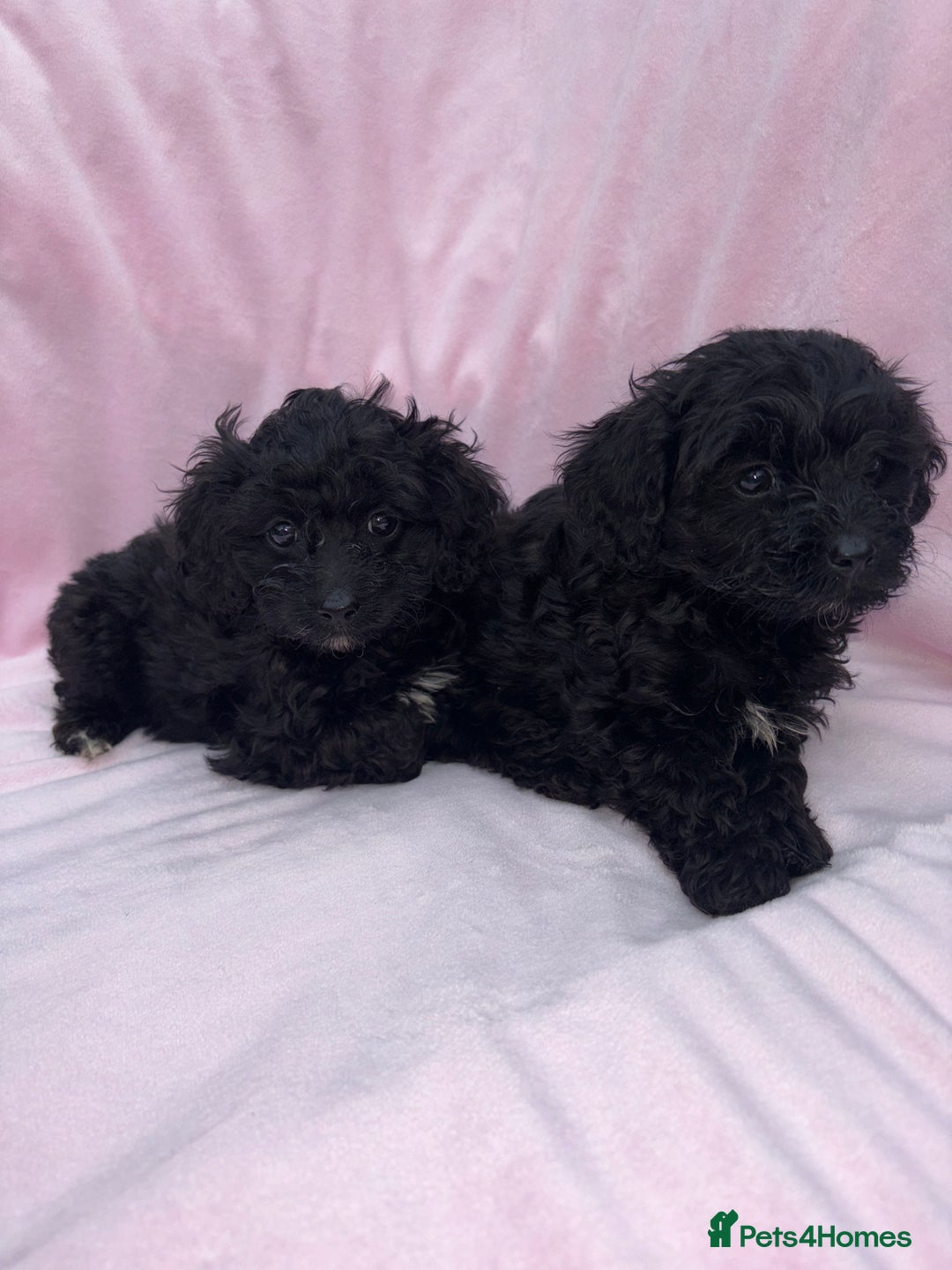 Cavapoo dogs for sale: Ready now Cavapoo puppies for sale  - Image 20
